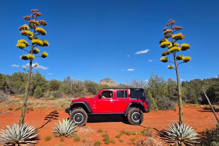 Red SUV on desert path with tall flowering plants, clear blue sky.
